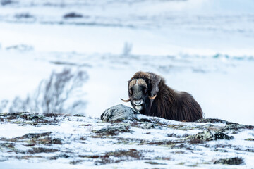 Muskox bull