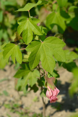 Levant cotton