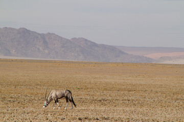 Fototapeta premium Fahrt zur Big Daddy Düne in Namibia nahe Deadvlei, dem Tal des Todes