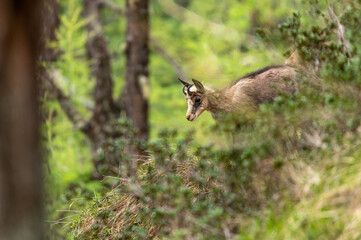 Young chamois