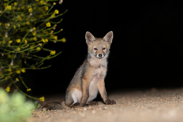 Raposa, Red Fox (Vulpes vulpes)