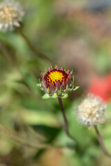 Blanket flower Burgunder