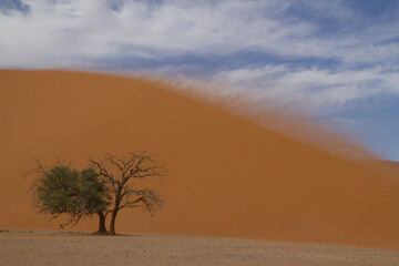 Fototapeta na wymiar Big Daddy Düne in Namibia nahe Deadvlei, dem Tal des Todes