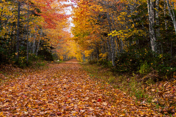 trail in the woods in autumn 