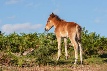 Naklejka na ściany i meble Garrano (Equus caballus) - 