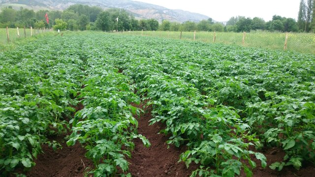 field of potato