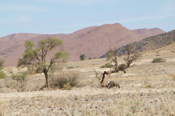 Fototapeta premium Gnus verstecken sich im Schatten eines Baumes
