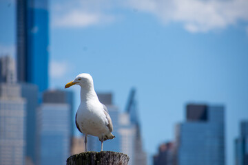 A seagull on the Hudson River.