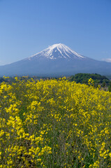 	富士山と菜の花