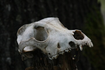 skull of a tree