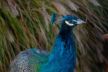 Fototapeta premium A young male peacock. Closeup portrait.