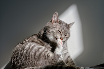 Gray cat sits and licks its paw in the light of the sun from the window