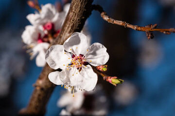 Beautiful white flowers of a cherry tree in bright rays