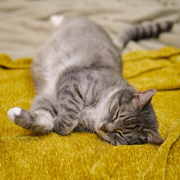 Gray Cat Stretched Out On A Yellow Bedspread