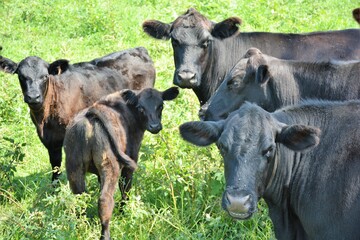 cows in a field