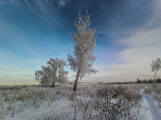 Aerial panoramic drone view on snow covered winter field with birch trees in frost. Cold sunny december day in wild nature park, Samara, Russia