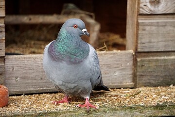 colorful dove is standing in front of the barn