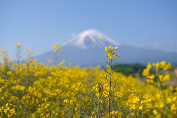 富士山と菜の花