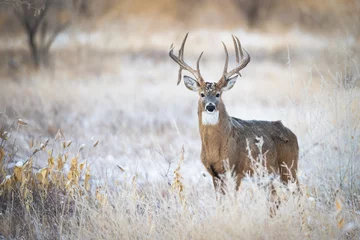 Foto auf Alu-Dibond Big Whitetail Buck © David