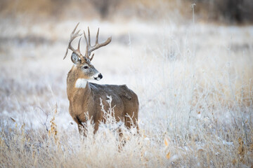 Atypical Whitetail