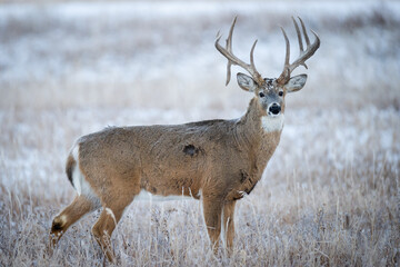 Large Buck