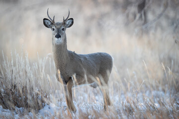 Small Buck