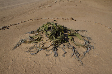 Welwitschia, tausendjährige Pflanze  in Namibia