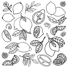 Drawn lemons on a white background. Doodle drawing style.

