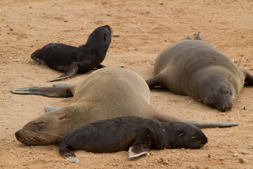 Seelöwen bei Cape Cross in Namibia