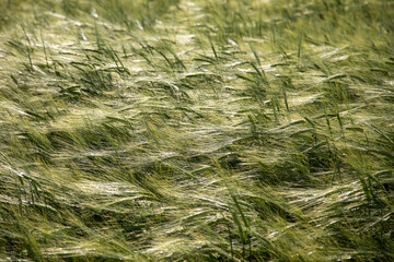 barley in the wind