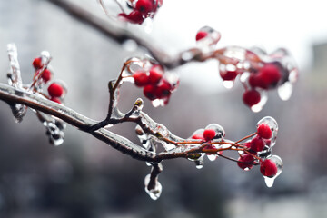frozen branch with hawthorn berries after freezing rain
