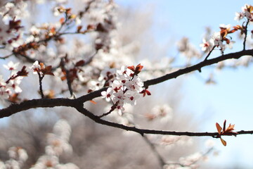Harbinger of spring white blossom tree