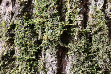 bark of tree