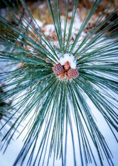Obraz premium Pine tree close up of mini pine cones