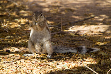 Erdhörnchen in Namibia