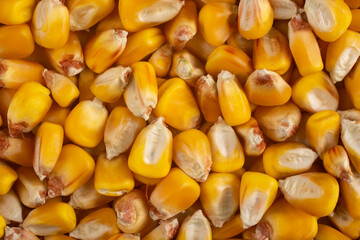 Corn grains close up. Corn seeds.