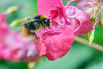 Wiesenhummel ( Bombus pratorum ).