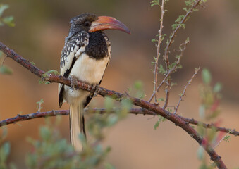 Kakadu in Namibia