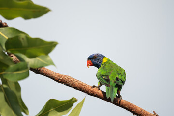 Closeup of a rainbow lorikeet bird on a tree branch in Australia