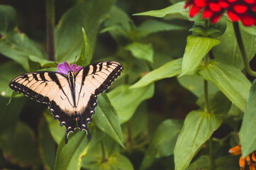 Garden Butterfly Friend