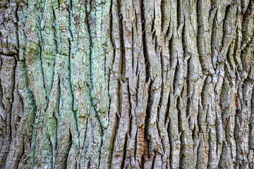 Fototapeta premium Tree bark background, texture natural background paper close-up