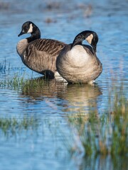 Canada Geese, Canada Goose (Branta canadensis) in environment