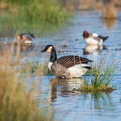 Canada Geese, Canada Goose (Branta canadensis) in environment