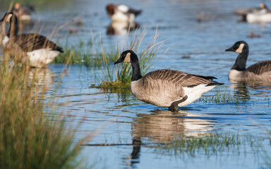 Canada Geese, Canada Goose (Branta canadensis) in environment