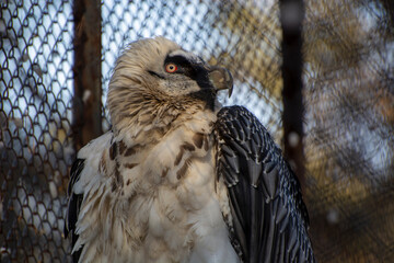 bird of prey
