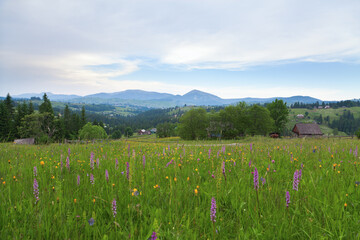 Rare orchid mountain  meadow, view of village and mountain Homyak. Ukraine, Carpathians.