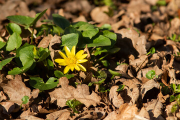 Lesser celandine (Ficaria verna) is one of the earliest blooming flowers during springtime