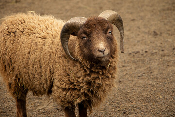 Curly ram in the zoo.Closeup photography,farm concept.