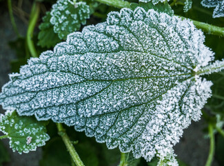 A green leaf covered with hoarfrost of rime ice.