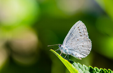 Macro photography of butterfly.